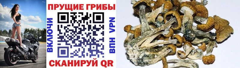 кракен рабочий сайт  Вихоревка  Псилоцибиновые грибы GOLDEN TEACHER 